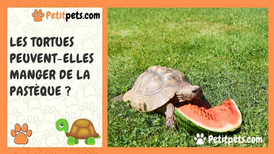 Les tortues peuvent-elles manger de la pastèque 