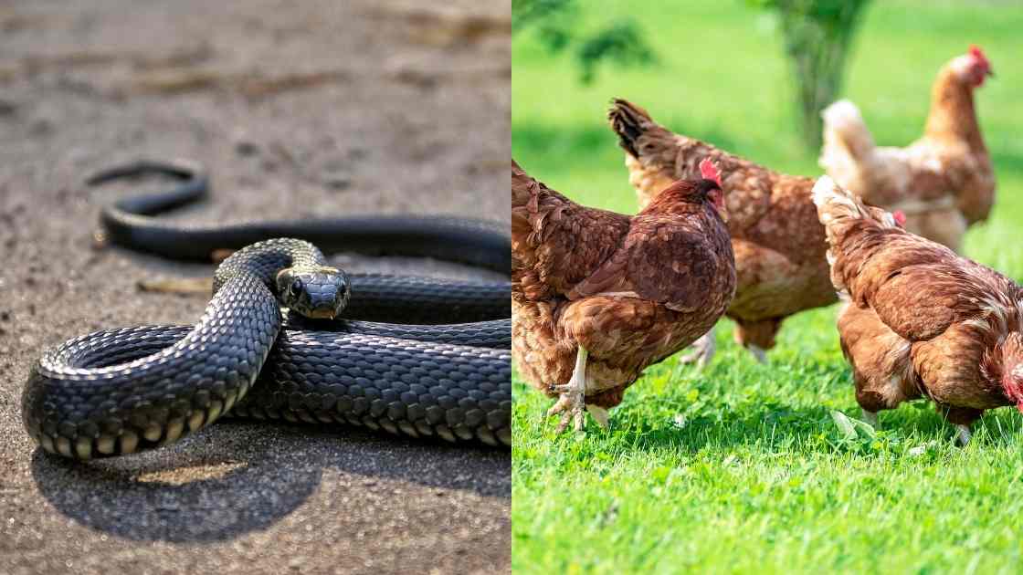 Les poules de peuvent-elles tuer les serpents
