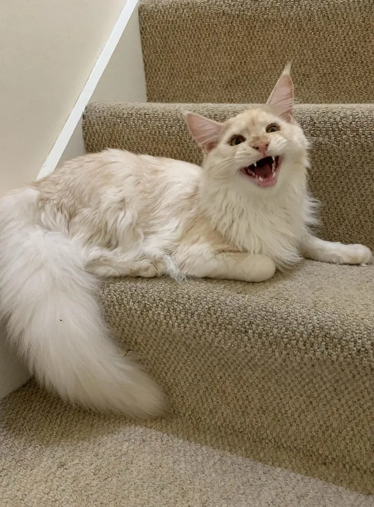 Un chaton crème couché sur les escaliers qui miaule.