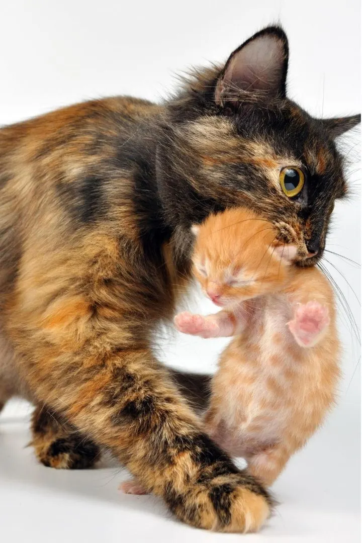 Mère-chat portant un chaton dans sa bouche