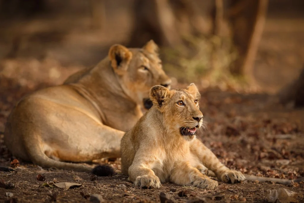 Lion d'Asie dans le parc national de Gir, en Inde.