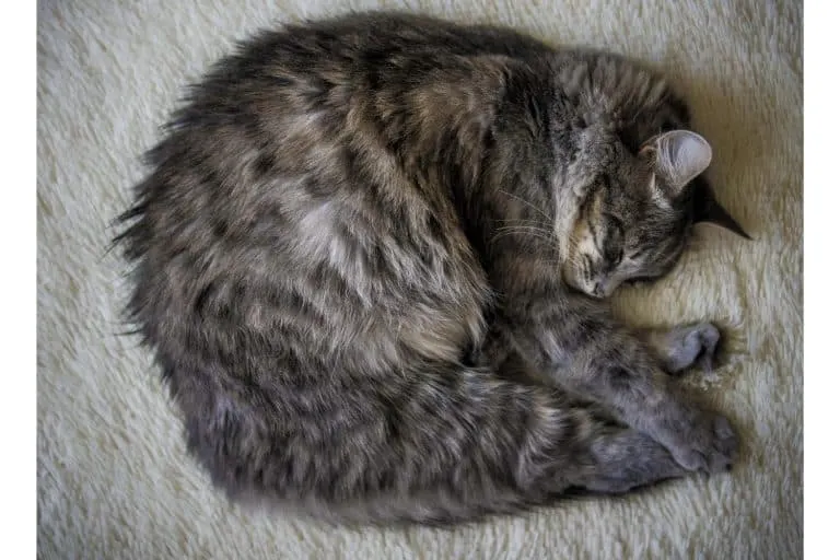 Chat gris endormi sur une couverture confortable.
