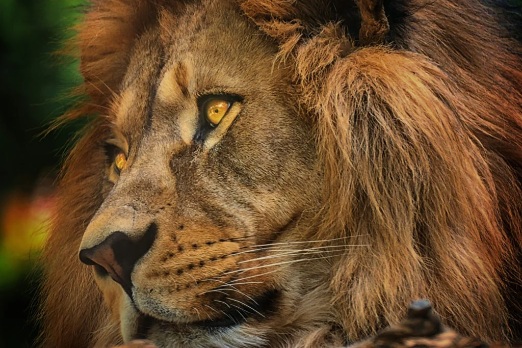 Portrait en gros plan d'un lion et de sa crinière.