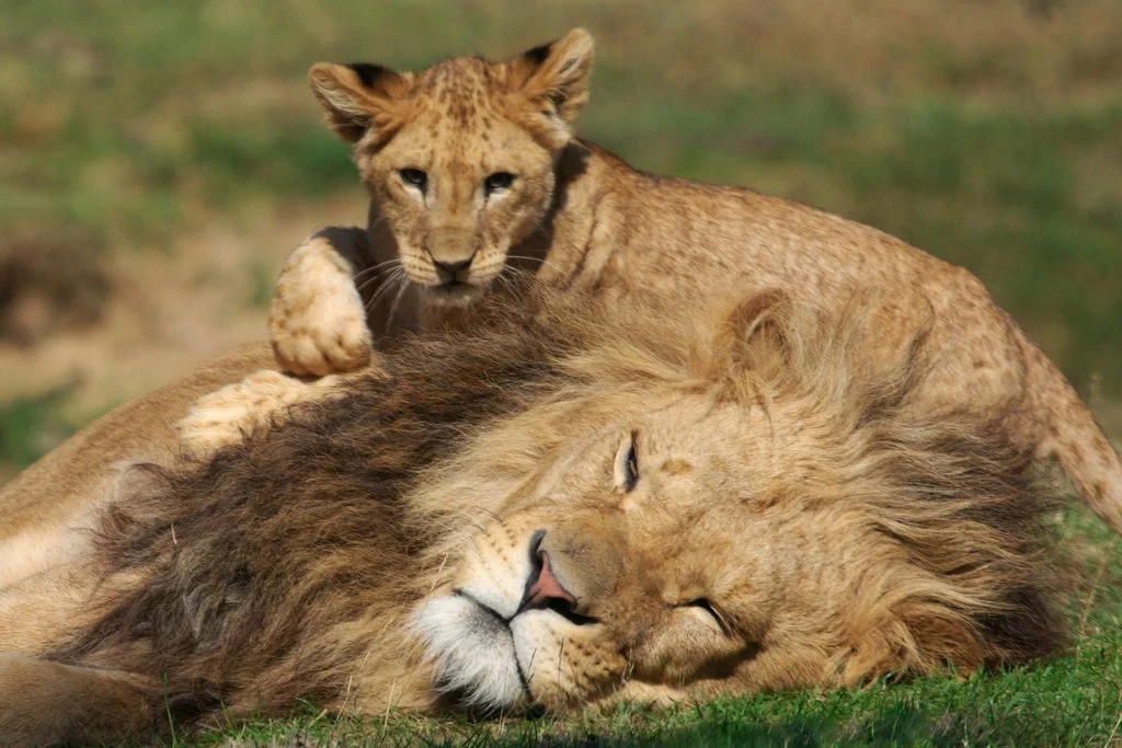 Louveteau jouant avec un lion mâle.