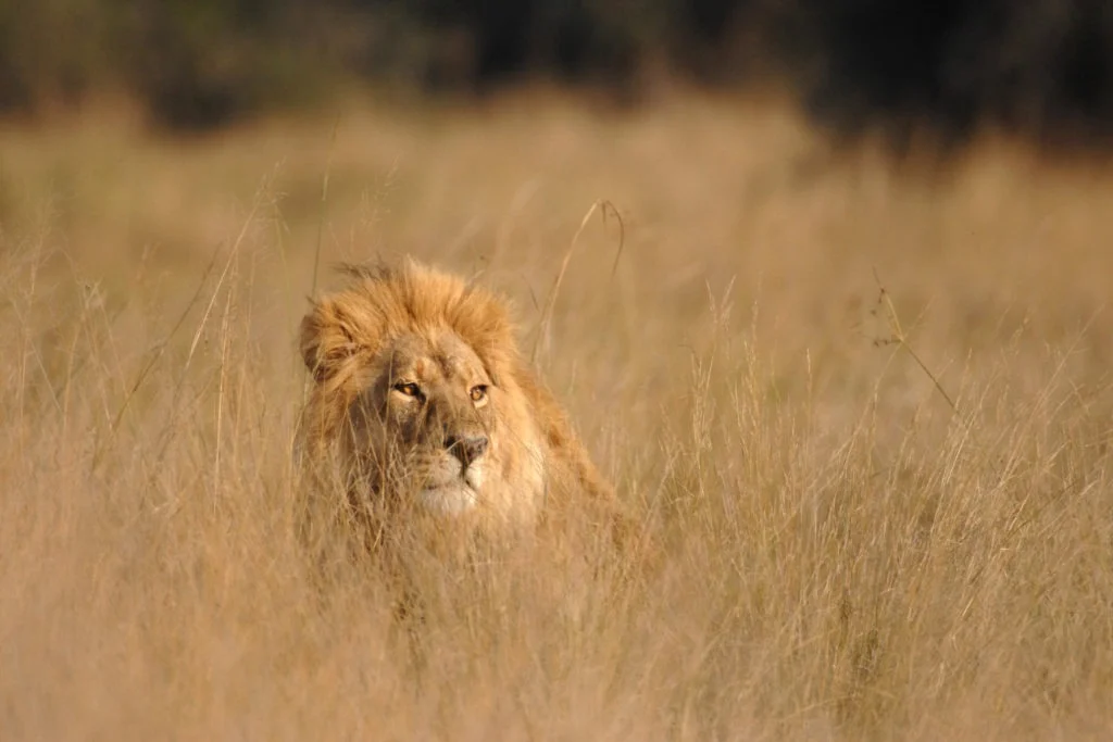 Lion mâle se cachant dans les herbes hautes.