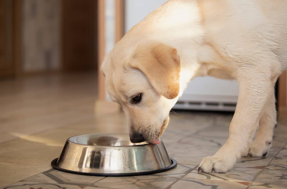 4 Raisons pour lesquelles les chiens mangent si vite