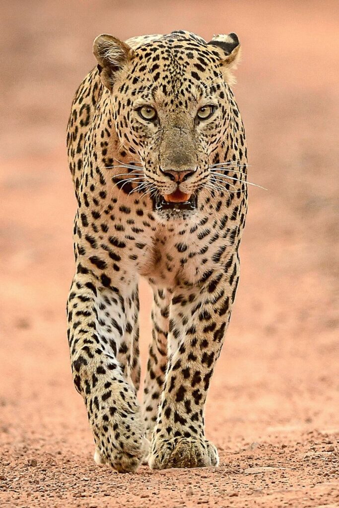Parmi les grands félins à l'état sauvage, les léopards sont connus pour cacher leur nourriture.