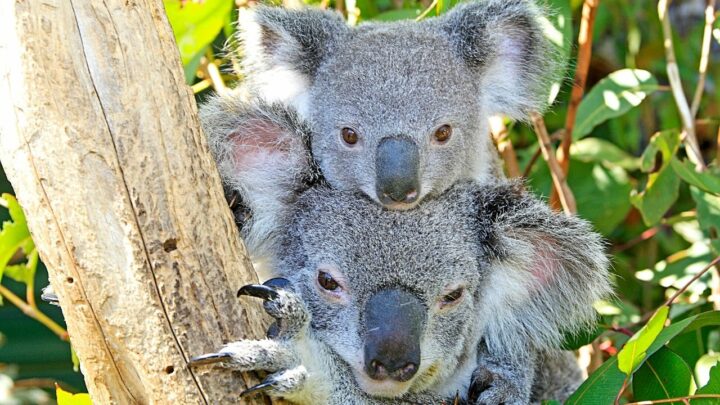 Les koalas sont-ils dangereux ? 3 raisons pour lesquelles ils deviennent agressifs !