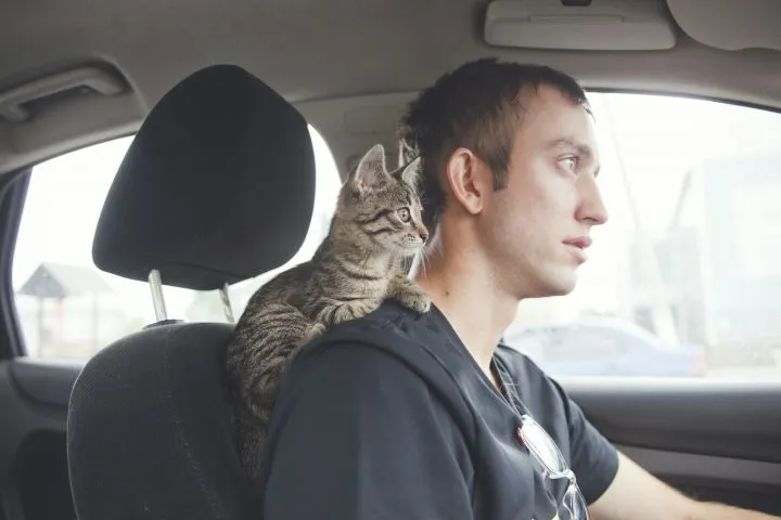 Un chat peut-il voyager sans cage de transport dans une voiture ?