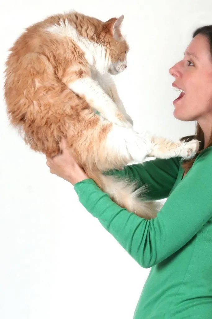 Un chat que l'on tient en l'air et qui regarde un nez est susceptible de mordre.