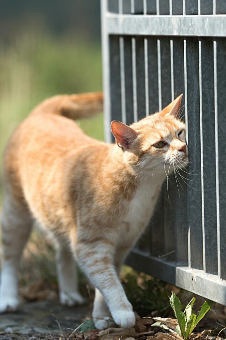 Les chats laissent leurs odeurs dans leur environnement, ce qui inclut les coups de tête, pour leur confort.