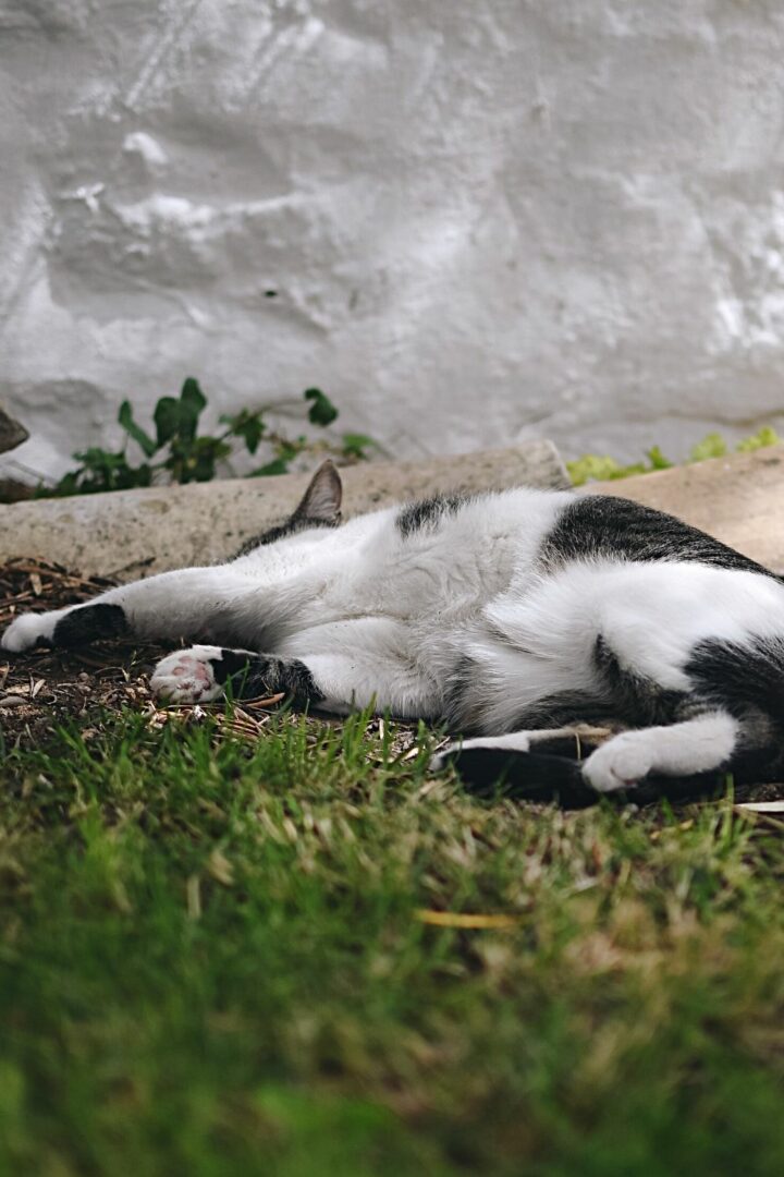 Les chats se roulent dans la terre pour se rafraîchir, surtout lorsqu'ils creusent un trou de terre.