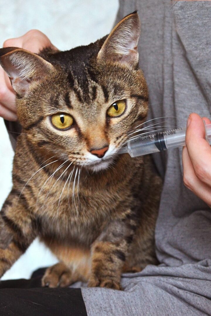 Nourrir un chat déshydraté avec une solution de glucose faible peut l'aider à retrouver son énergie.