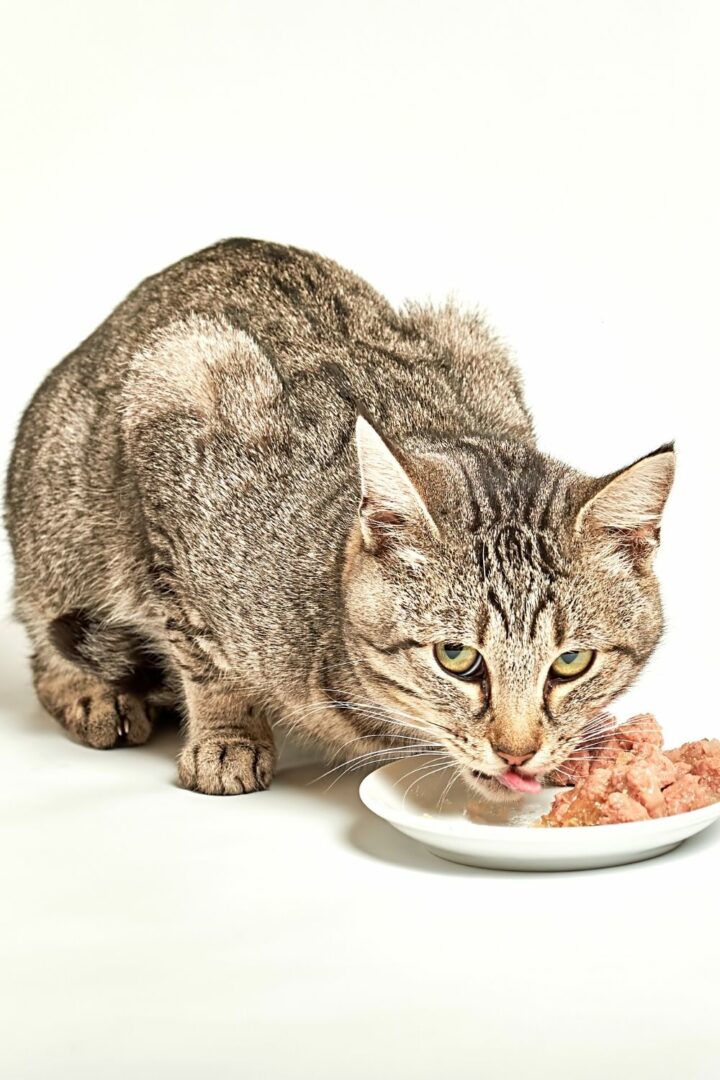 Les aliments humides stimulent l'appareil digestif d'un chat qui reste plusieurs jours sans eau.