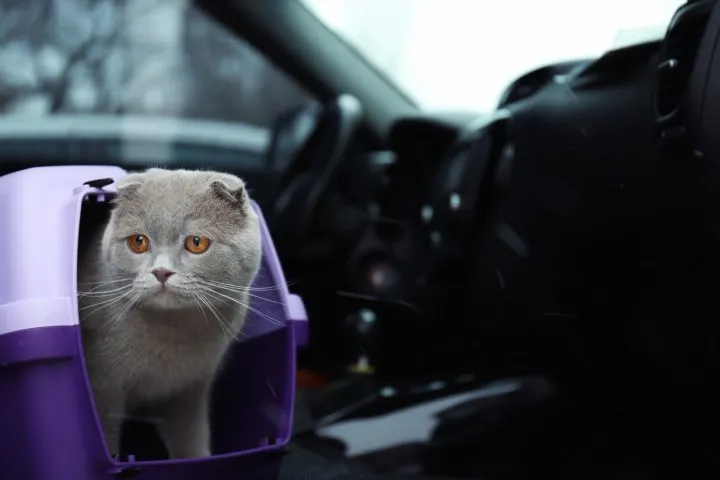 Combien de temps un chat peut-il voyager dans une voiture ?