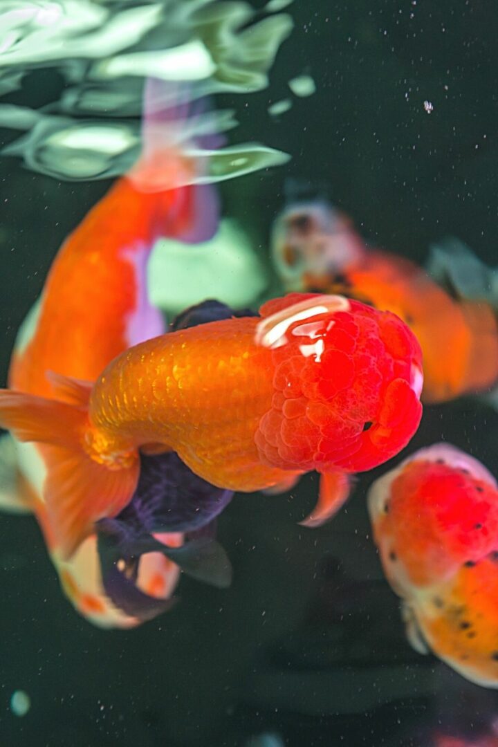 Si l'estomac d'un poisson rouge femelle semble plus gros d'un côté que de l'autre sur une vue de dessus, c'est qu'elle est enceinte.