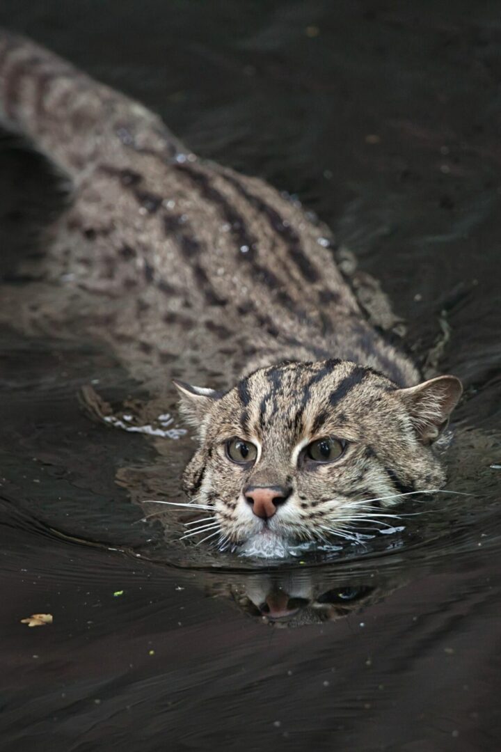 Les grands chats à l'état sauvage pêchent dans les rivières et les ruisseaux de leur habitat, pour attraper des anguilles et des truites.