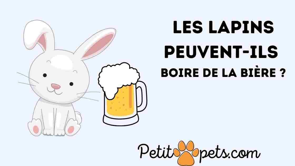 Les lapins peuvent-ils boire de la bière ?