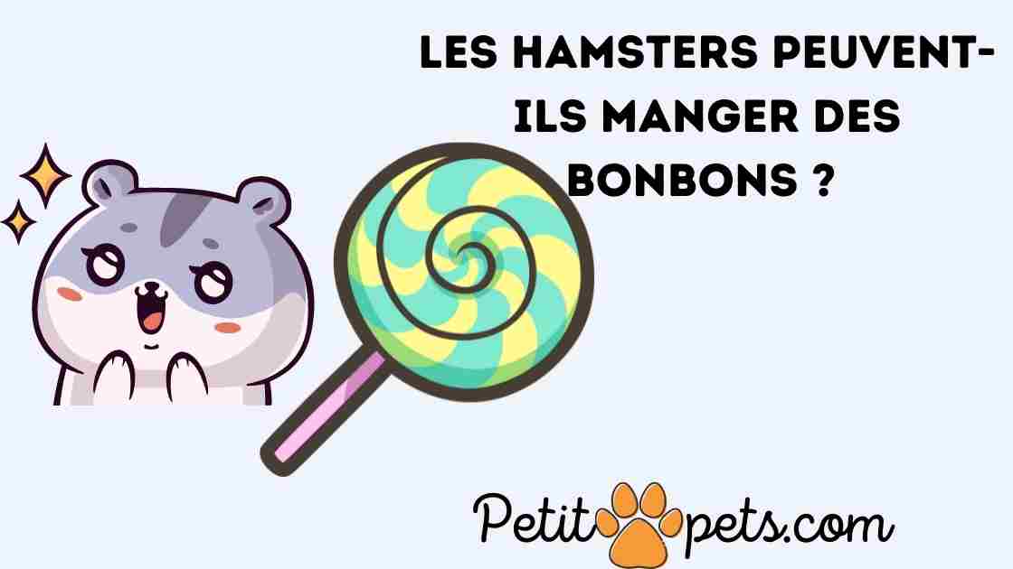 Les hamsters peuvent-ils manger des bonbons ? 