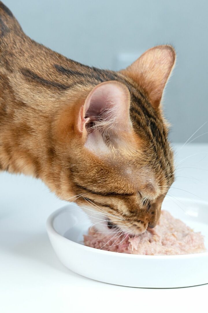 Certains aliments pour chats sont aromatisés au poisson pour aider à améliorer l'appétit des félins.