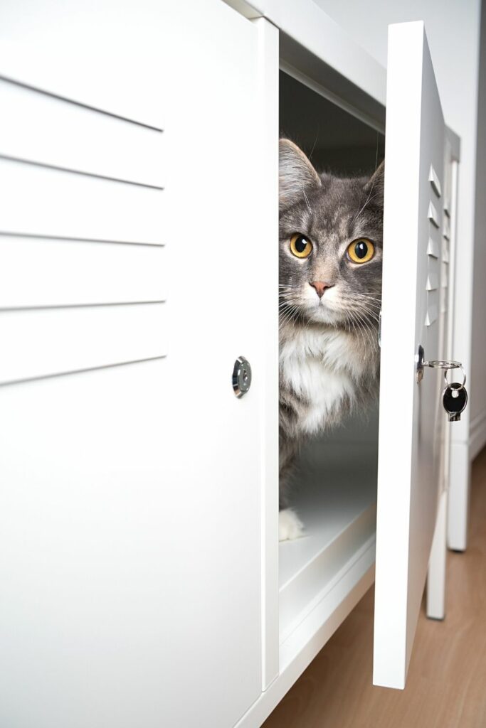 Certains chats, au lieu d'enterrer leurs restes, trouvent de petits espaces comme les armoires pour les cacher.