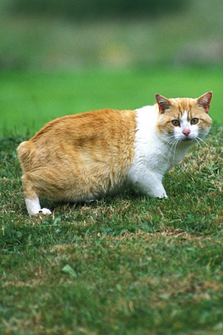 Bien que les chats puissent survivre sans queue (comme le chat Manx), la progéniture de deux chats sans queue ne survivra pas.