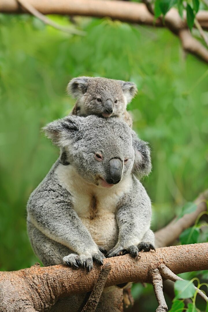 Lorsque leurs petits sont menacés, les mères koalas font tout pour les protéger et passent à l'offensive