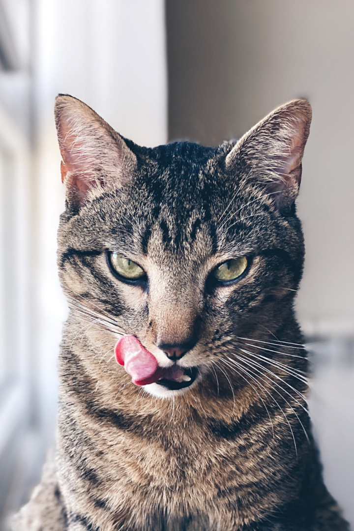 Lorsque les chats ont faim ou soif, ou qu'ils n'aiment tout simplement pas la nourriture, ils peuvent vous gifler.