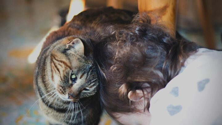 Pourquoi les chats donnent-ils des coups de tête ? 3 raisons étonnantes !