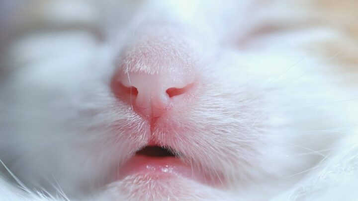 Pourquoi les chats ont-ils le nez humide ? 5 raisons choquantes !