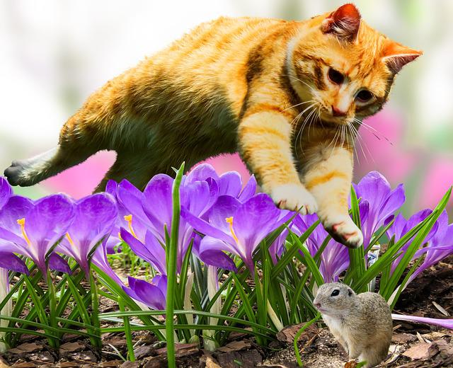 Les chats chassent-ils et mangent-ils les écureuils ? (Peuvent-ils les attraper ?)