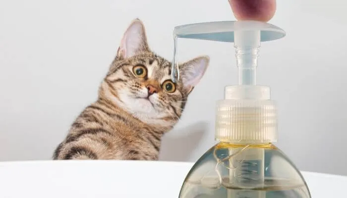 Peut-on utiliser du palmolive pour laver son chat ?