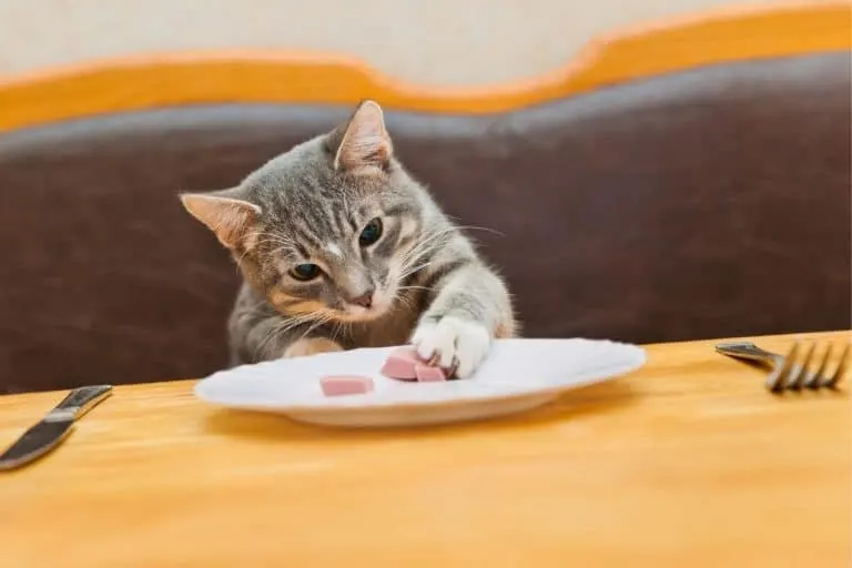 Chat mangeant dans une assiette à table