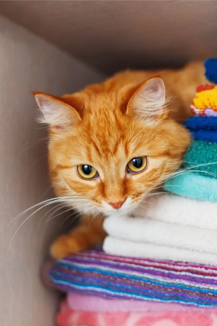 Un chat qui se cache dans une armoire à linge.
