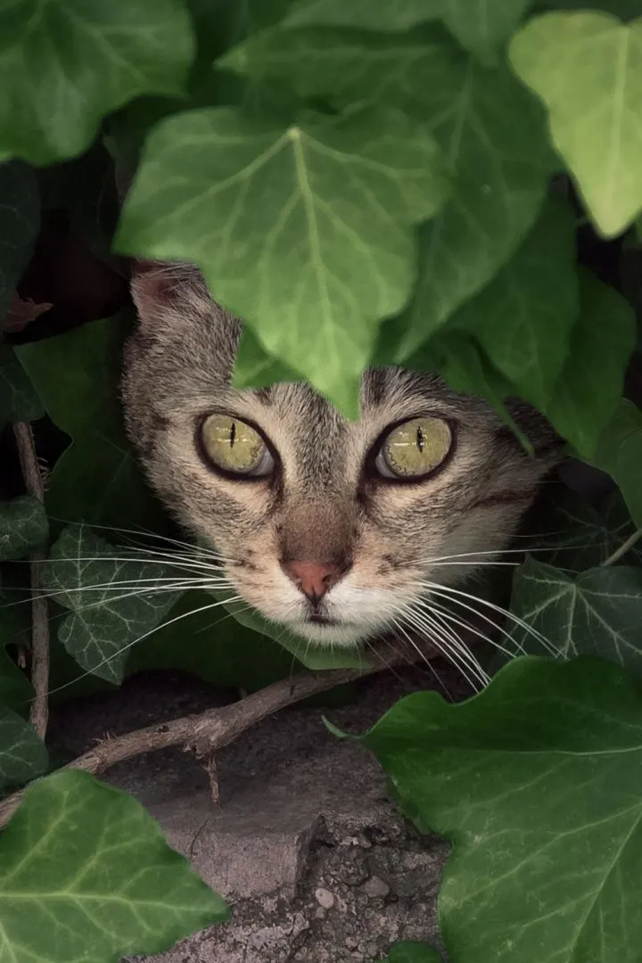 Un chat qui se fait rare parmi des plantes.