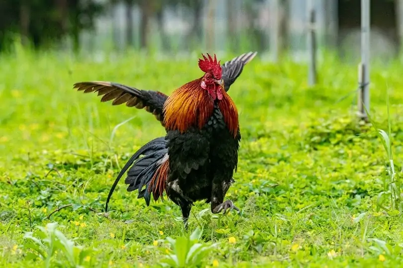 Une poule qui tente de voler en plein air.