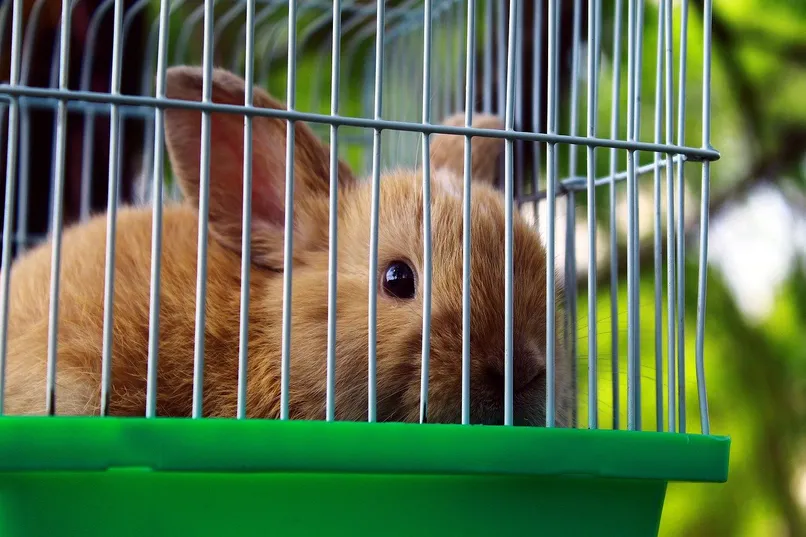 Un lapin brun dans une cage.
