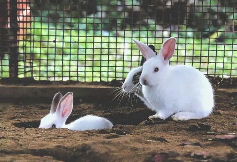 Trois lapins blancs creusent dehors pour faire un emprunt.