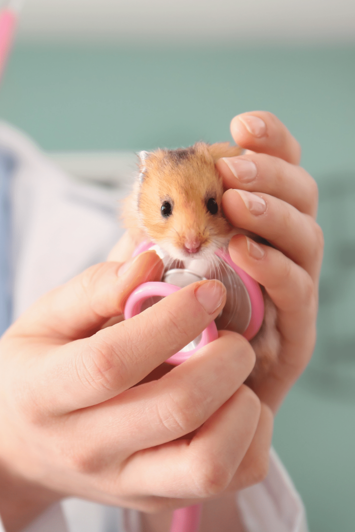 Les vétérinaires traitent les hamsters