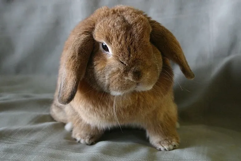 11 irrésistibles lapins aux oreilles tombantes (avec photos)