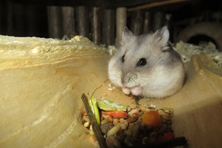 les hamsters stockent-ils de la nourriture dans leurs joues ? (répondu)