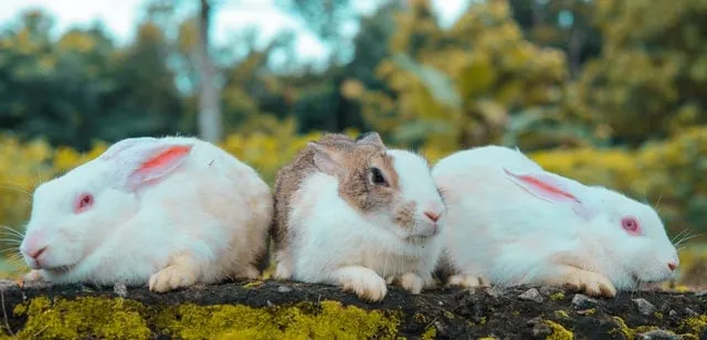 Des lapins de races et de sexes différents peuvent-ils vivre ensemble ?