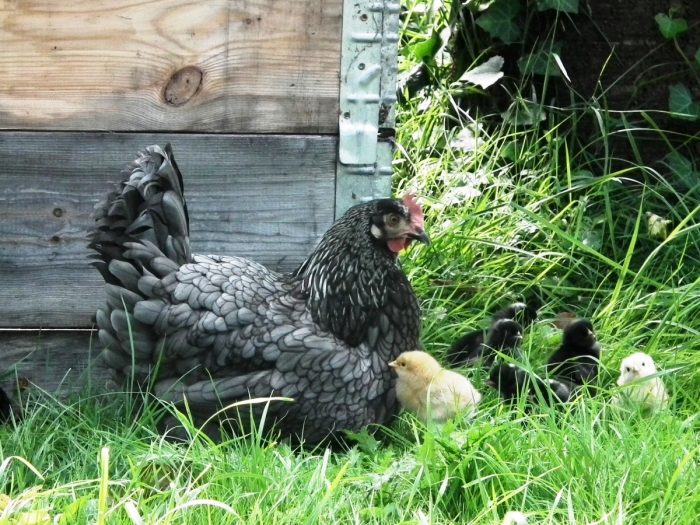 jardinage des poules