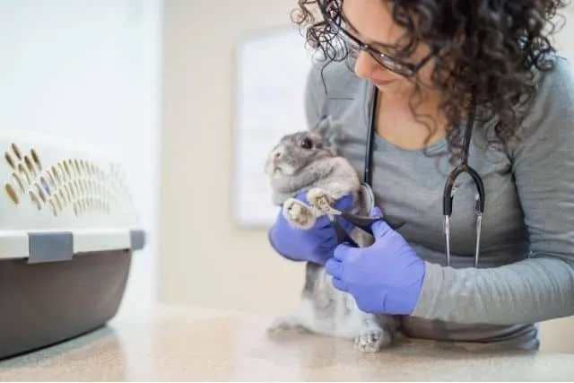 Un vétérinaire coupe les ongles d'un lapin à l'aide d'un coupe-ongles.