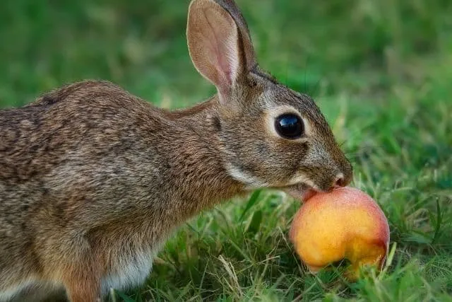Un lapin sauvage mangeant une pomme laissée dans le sol.