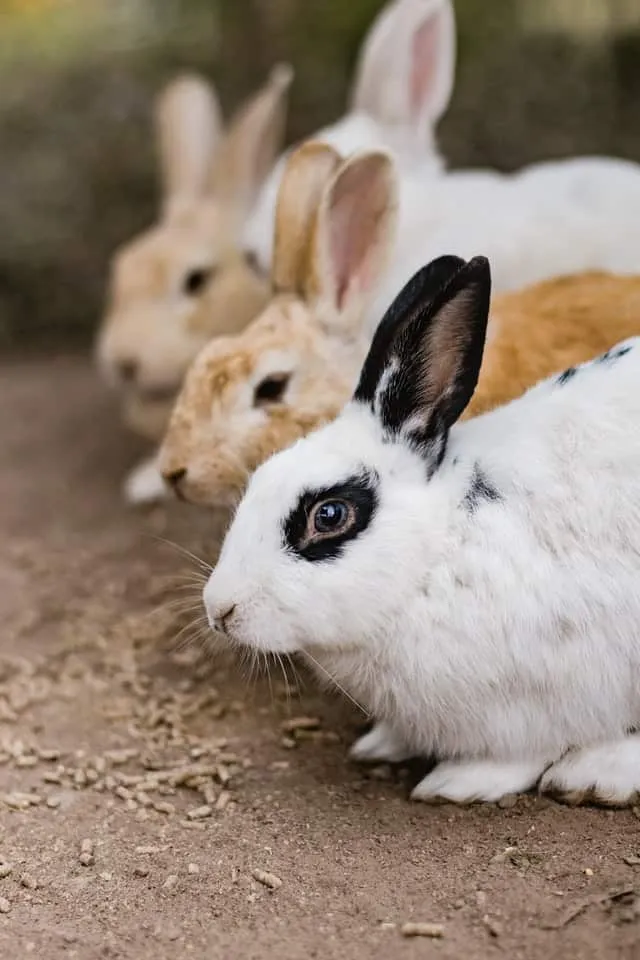 Quels sont les avantages de la cohabitation de différentes races de lapins ?