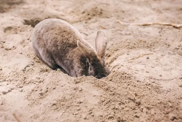 Un lapin brun de Nouvelle-Zélande creusant un trou. Pourquoi les lapins creusent-ils des trous pour ensuite les reboucher ?