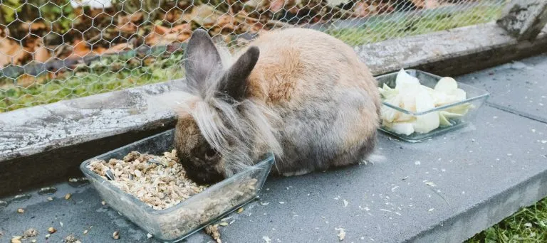 Un lapin brun mangeant beaucoup de nourriture