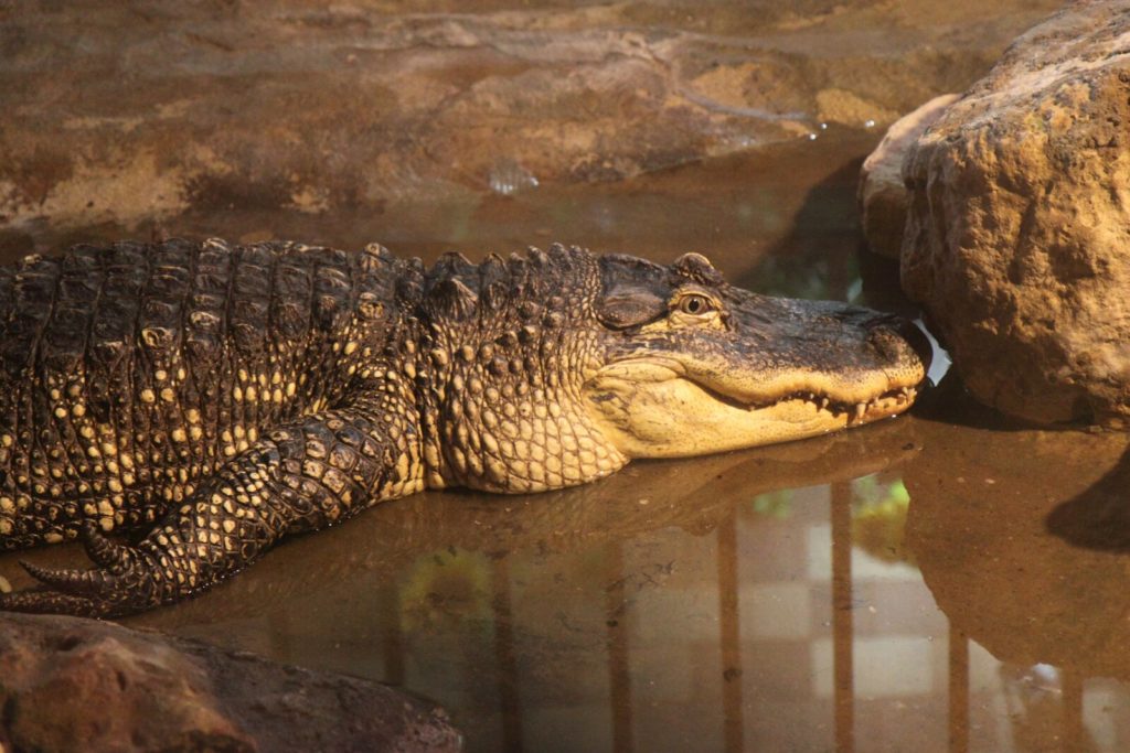 crocodile du Nile