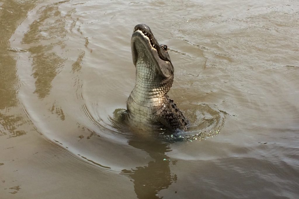 Crocodile debout dans l'eau